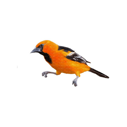 kikkapink deco scrap orange bird - 免费PNG