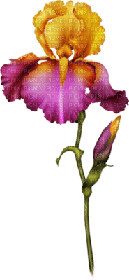 orchids  purple bp - nemokama png
