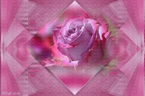 bg-background--blomma--flower--pink--rosa - png ฟรี