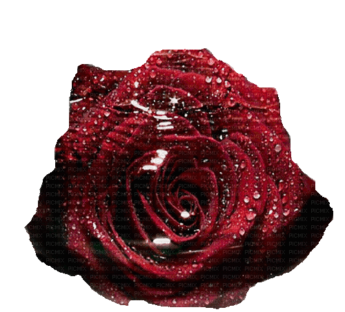red rose by nataliplus - GIF animado gratis