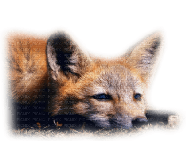 Kaz_Creations Fox - 無料png