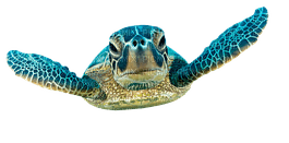 kilpikonna, turtle - png grátis