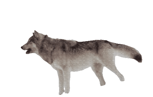 Wolf Howl - Ilmainen animoitu GIF
