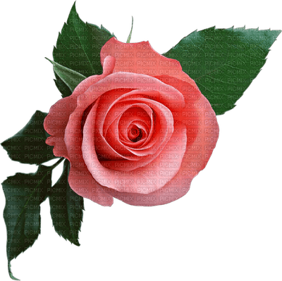 Pink rose - безплатен png