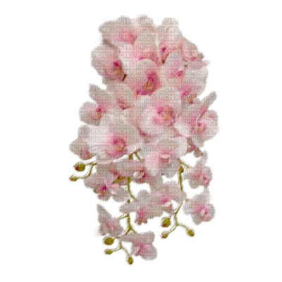 flower-orchide-pink-png - darmowe png