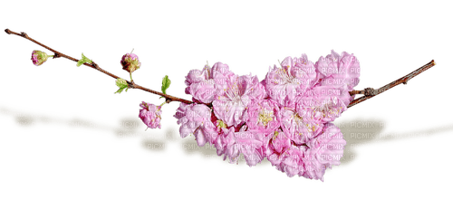 Cherry Blossom Branch - Free PNG