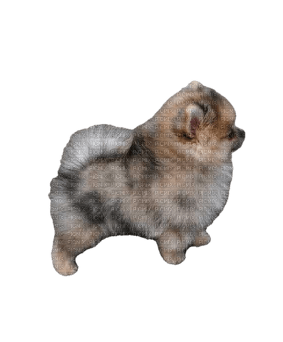 Pomeranian - zadarmo png