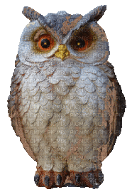 Kaz_Creations Owls Owl Birds Bird - GIF animado gratis