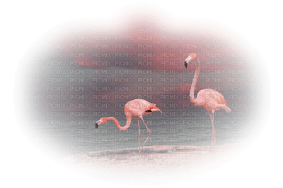 Kaz_Creations Birds Bird Pink Flamingos Paysage Scenery - бесплатно png