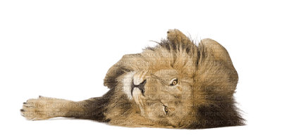lion bp - kostenlos png