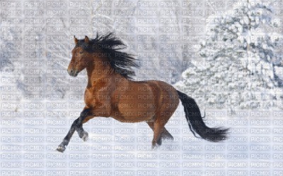 Cheval dans la  naige blanche jtm j aime les chevaux ♥ - png ฟรี