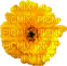 Цветок - zdarma png