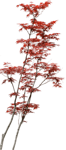 Red.Autumn.Automne.Tree.Victoriabea - PNG gratuit