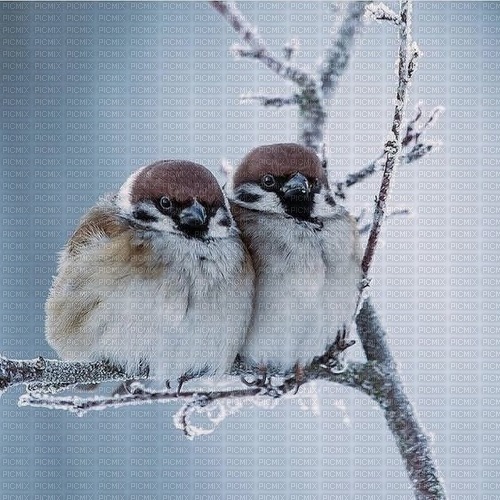 Winter Birds - darmowe png