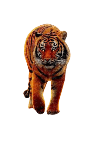tiger - zdarma png