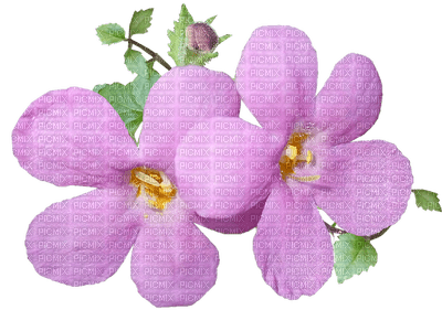 flower, kukka, fleur - Free PNG