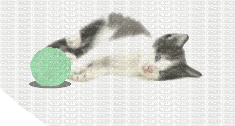 MMarcia gif  gato chat - Δωρεάν κινούμενο GIF