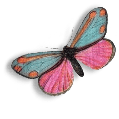 butterfly Bb2 - gratis png