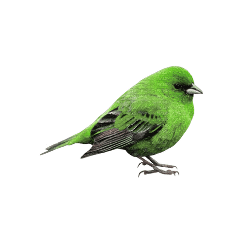 kikkapink deco scrap bird spring green - zdarma png