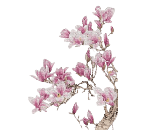 magnolia - darmowe png
