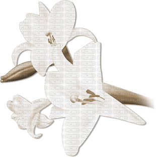 soave deco branch flowers spring lilies sepia - 免费PNG