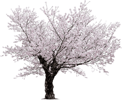 spring trees bp - Free PNG