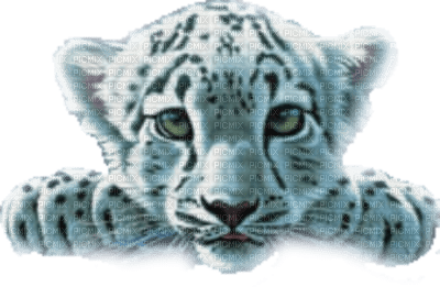 Tigre blanc ! - png gratis