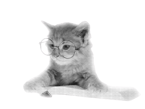 Cat Teeh - δωρεάν png