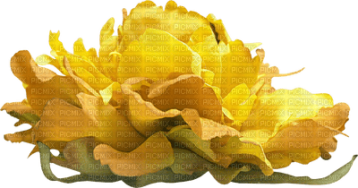 gul blomma-minou52 - besplatni png