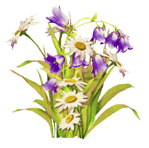 Animated.Flowers.Purple.White - By KittyKatLuv65 - Бесплатный анимированный гифка