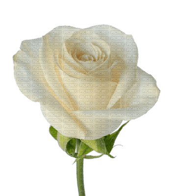 Trandafir 9 - nemokama png