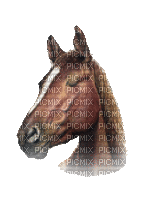 koń - Безплатен анимиран GIF