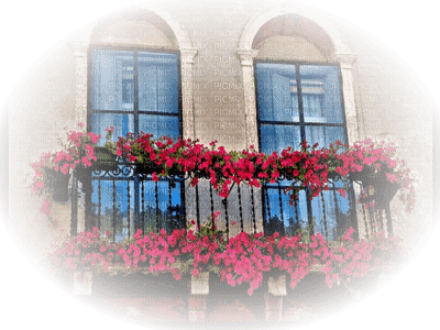 minou-window-outside-fönster-utsida-flower - kostenlos png