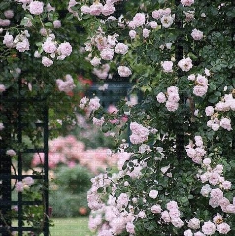Pink roses Background - png grátis