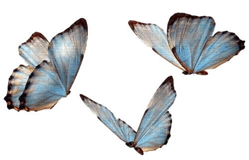 Butterflies ♫{By iskra.filcheva}♫ - Free PNG
