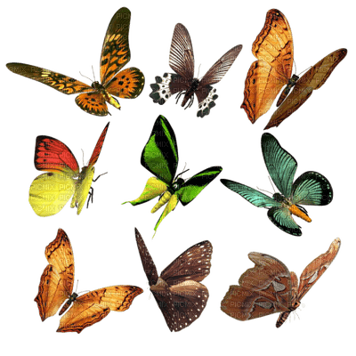 Papillon - kostenlos png