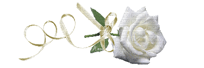 ruža bijela - Бесплатный анимированный гифка