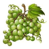 grapes bp - png gratuito
