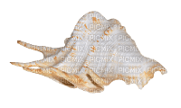 shell - δωρεάν png