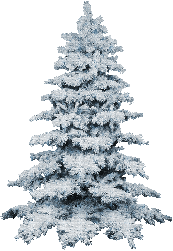 fir winter snow - Gratis animerad GIF