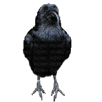 Птицы - Zdarma animovaný GIF