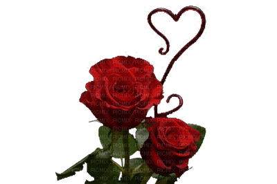 rose rouge Cheyenne63 - png ฟรี