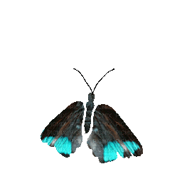 Mariposa - Gratis animeret GIF