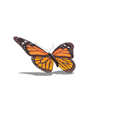 orange butterfly flying gif orange papillon - PicMix