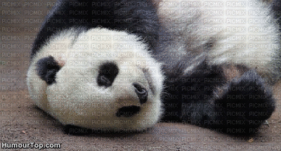 panda - Безплатен анимиран GIF