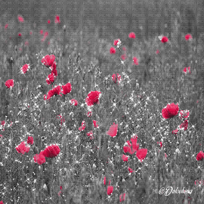 dolceluna poppy poppies field animated background - GIF animasi gratis