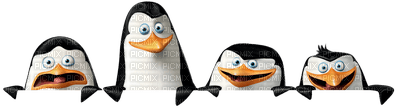 penguin bp - png gratis