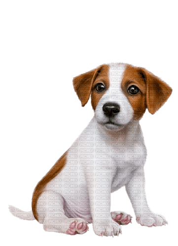 Perro blanco y café - PNG gratuit