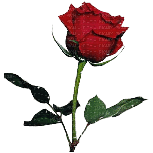 rosa roja - GIF animasi gratis
