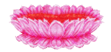 Lotus - Gratis animeret GIF